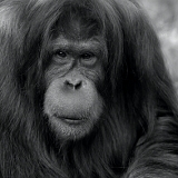 Berliner Zoo orang oetang